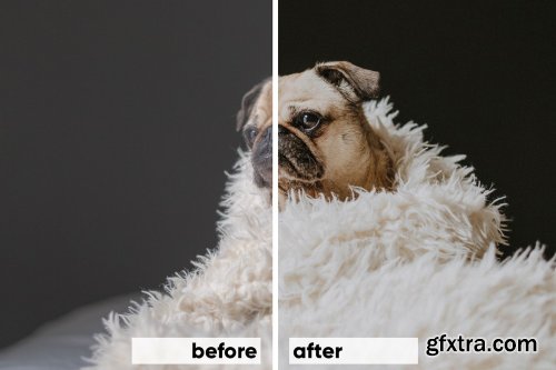 CreativeMarket - Animals Lightroom Presets Bundle 3605043