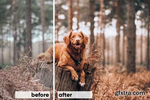 CreativeMarket - Animals Lightroom Presets Bundle 3605043