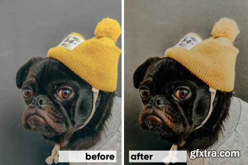 CreativeMarket - Animals Lightroom Presets Bundle 3605043