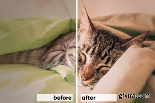 CreativeMarket - Animals Lightroom Presets Bundle 3605043