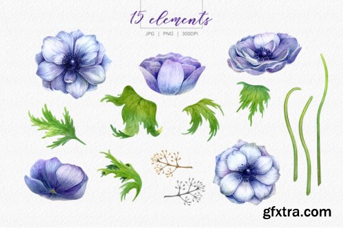 Watercolor anemone set