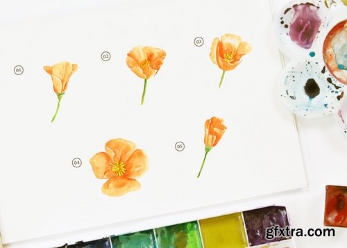 15 Watercolor California Poppy Flower Illustration