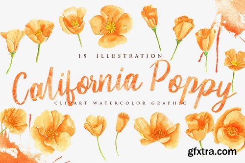 15 Watercolor California Poppy Flower Illustration