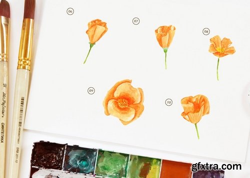 15 Watercolor California Poppy Flower Illustration