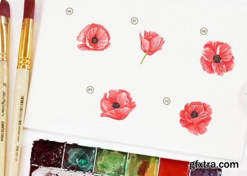 15 Watercolor Poppy Flower Illustration