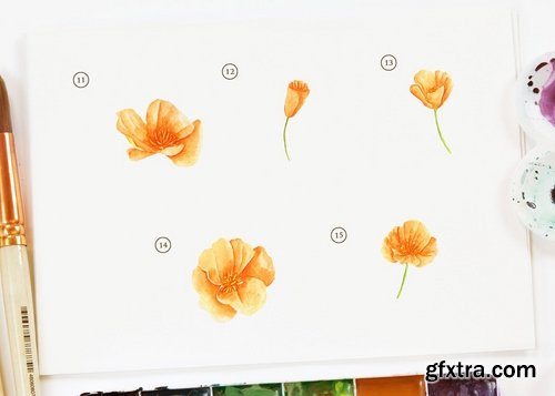 15 Watercolor California Poppy Flower Illustration