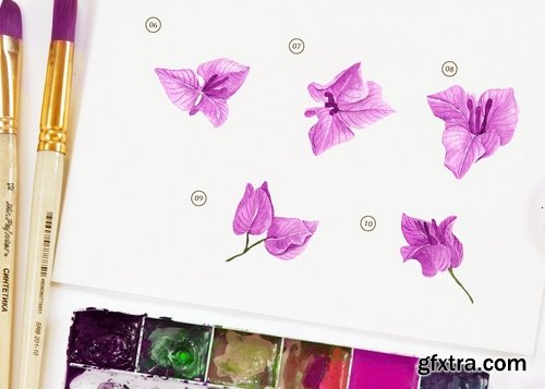 15 Watercolor Purple Bougainvillea Illustration