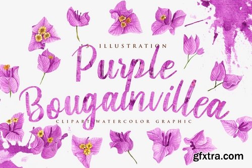 15 Watercolor Purple Bougainvillea Illustration