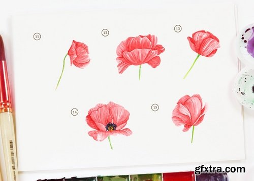 15 Watercolor Poppy Flower Illustration