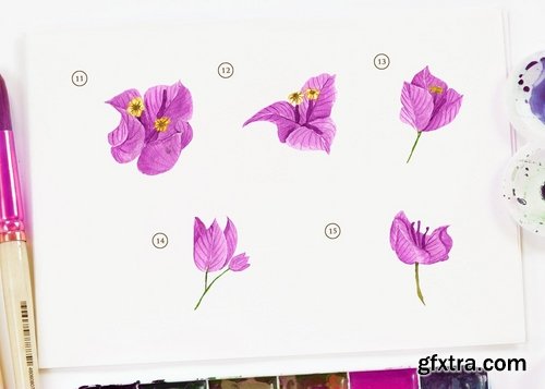 15 Watercolor Purple Bougainvillea Illustration