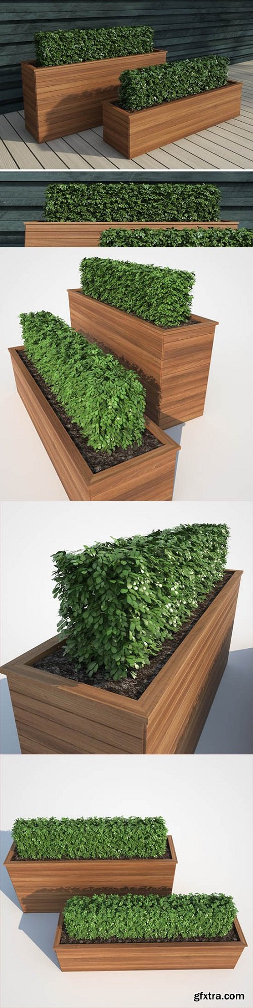 Modern Hedge