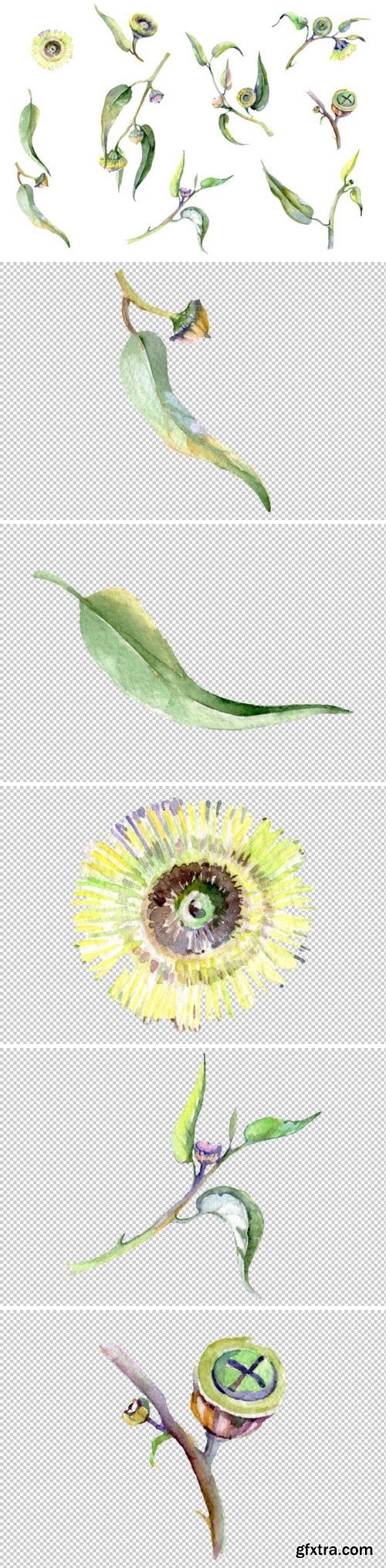 CM - Eucalyptus Watercolor png 3681060