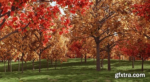 Acer Rubrum Trees 3d Models