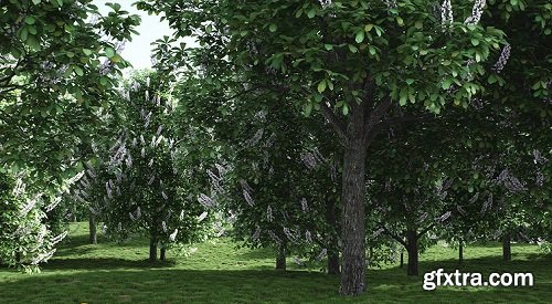 Aesculus Hippocastanum Trees 3d Models