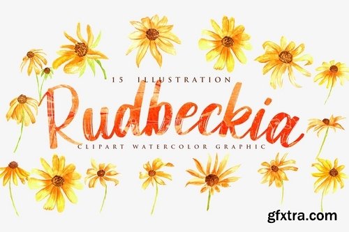 15 Watercolor Rudbeckia Illustration