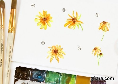 15 Watercolor Rudbeckia Illustration