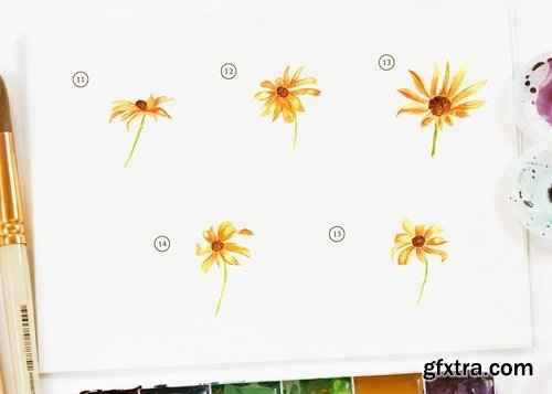 15 Watercolor Rudbeckia Illustration