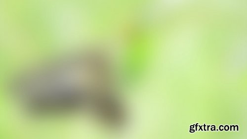 Blurred Backgrounds Pack Vol-01