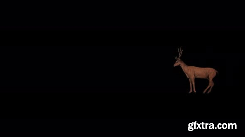 VideoHive 4K Deer Running 23719481