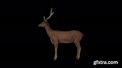 VideoHive 4K Deer Idle 23720249