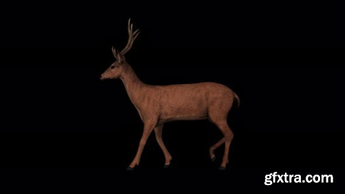 VideoHive 4K Deer Walk 23718293