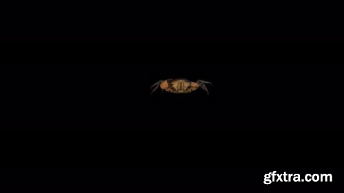 VideoHive 4K Crab Walk 23718287