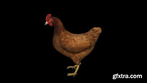 VideoHive Chicken Idle 23718280