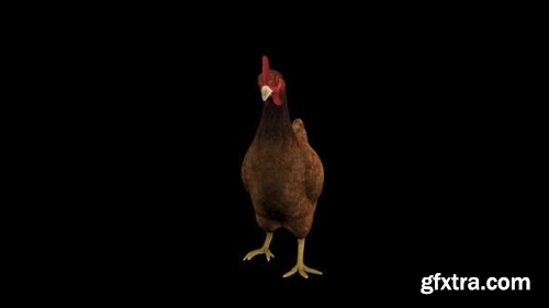 VideoHive Chicken Idle Front View 23718276