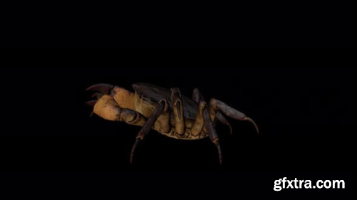 VideoHive 4K Crab Walking 23717390