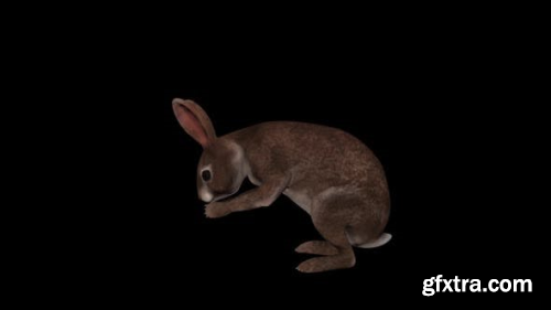 VideoHive Wild Rabbit Eat 23717377