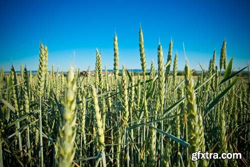 Photo - Field Of Wheat - 8xJPGs