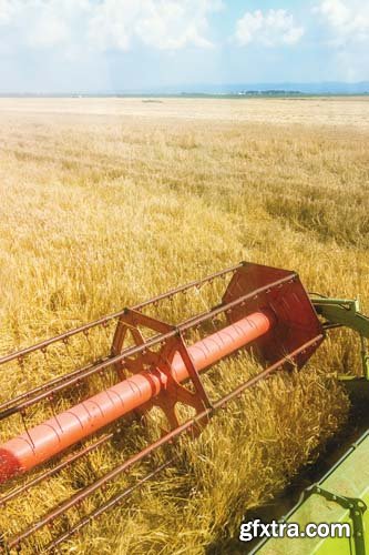 Photo - Field Of Wheat - 8xJPGs