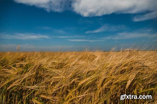 Photo - Field Of Wheat - 8xJPGs