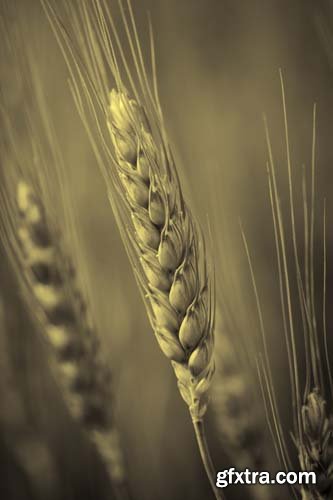 Photo - Field Of Wheat - 8xJPGs