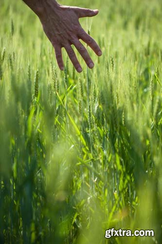 Photo - Field Of Wheat - 8xJPGs