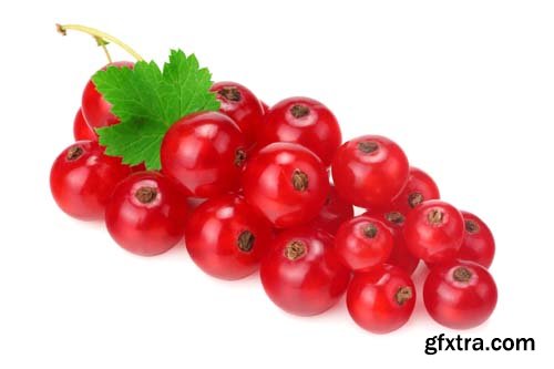 Photo - Red Currant Isolated - 5xJPGs