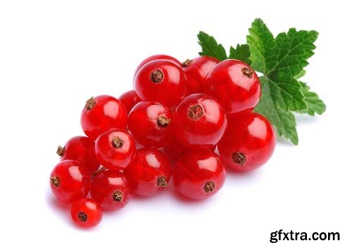 Photo - Red Currant Isolated - 5xJPGs