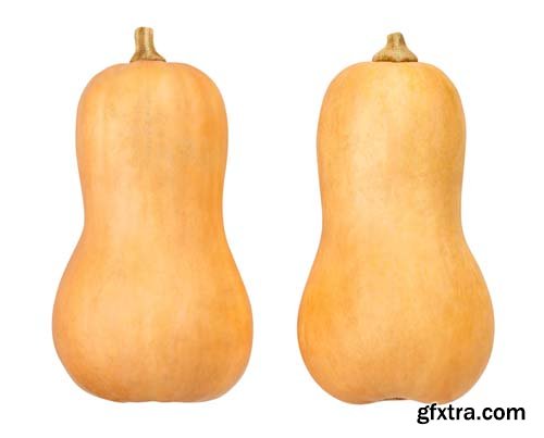 Photo - Butternut Squash Isolated - 7xJPGs -