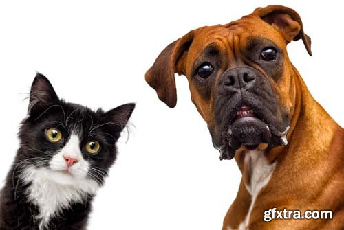 Photo - Cat And Dog Isolated - 10xJPGs