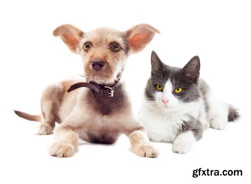 Photo - Cat And Dog Isolated - 10xJPGs