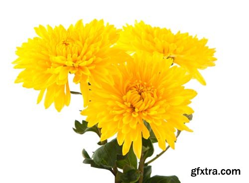 Photo - Chrysanthemum Isolated - 7xJPGs