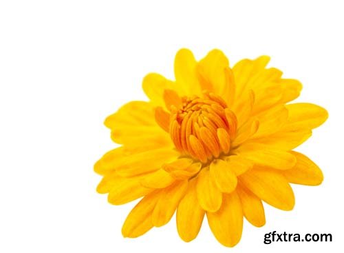 Photo - Chrysanthemum Isolated - 7xJPGs