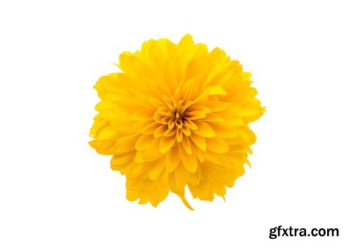 Photo - Chrysanthemum Isolated - 7xJPGs