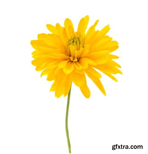 Photo - Chrysanthemum Isolated - 7xJPGs