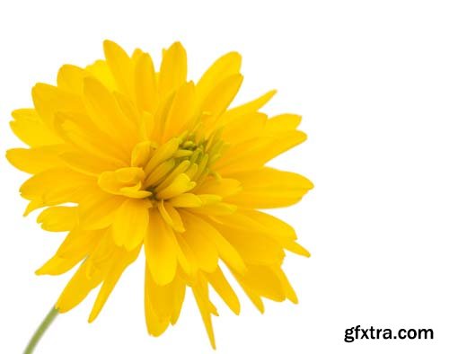 Photo - Chrysanthemum Isolated - 7xJPGs