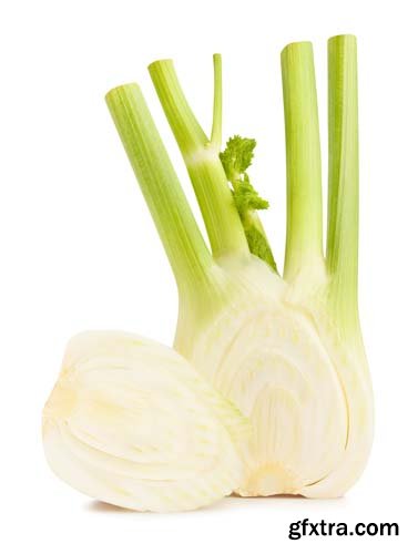 Photo - Fennel Isolated - 8xJPGs