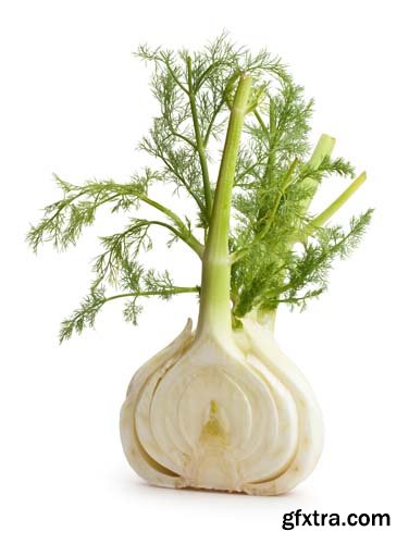 Photo - Fennel Isolated - 8xJPGs