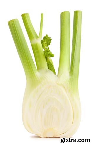 Photo - Fennel Isolated - 8xJPGs