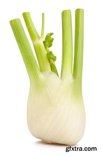 Photo - Fennel Isolated - 8xJPGs
