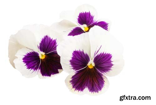 Pansy Isolated - 10xJPGs